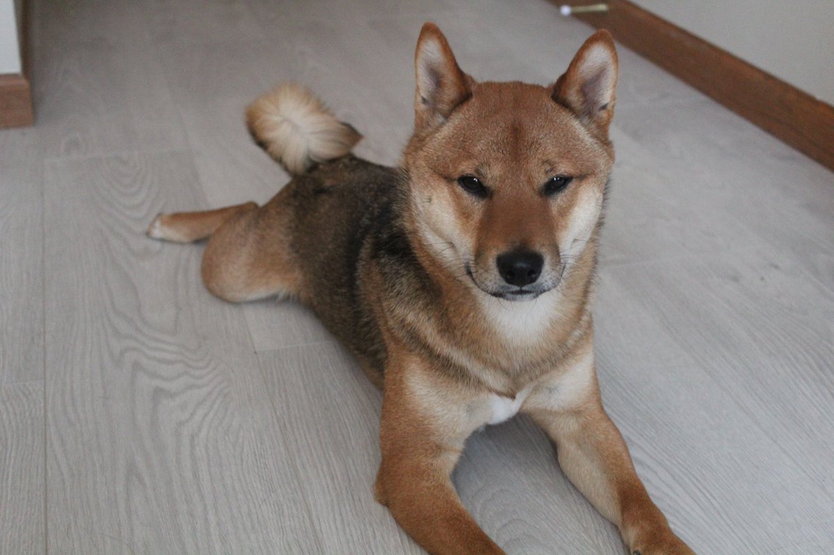 NEAR_Knuckles's tweet photo. @wabdoteth This is my boy Fuji. He’s a Shiba!
They say that Samurai get reincarnated as Shibas which gives them their loyal and brave nature.

My boy isint the biggest but he won’t step down from a challenge… it’s a bit annoying at dog parks lol. https://t.co/209Ycg9FHL