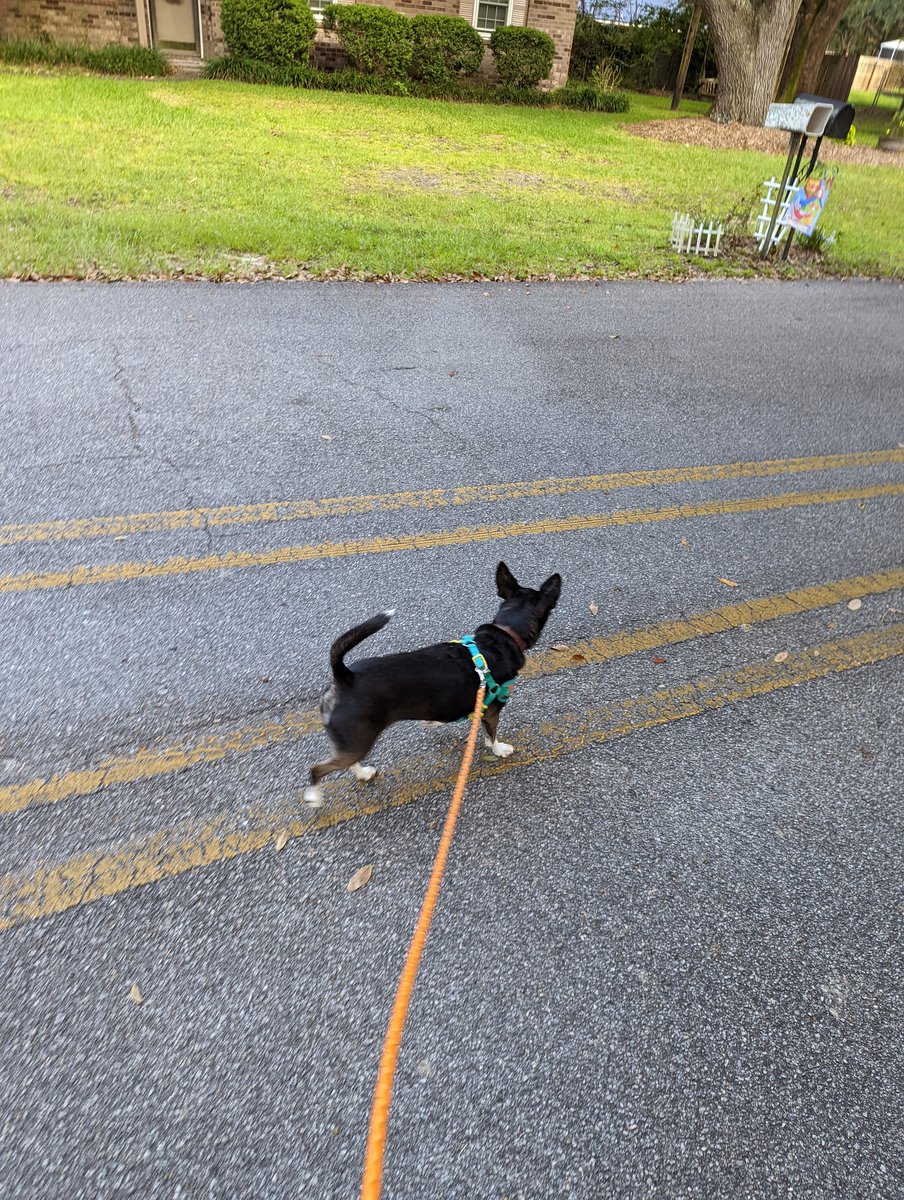 Oreothedog2's tweet photo. Neighborhood patrol time #DogsOnTwitter https://t.co/4ZIyMhbOWa