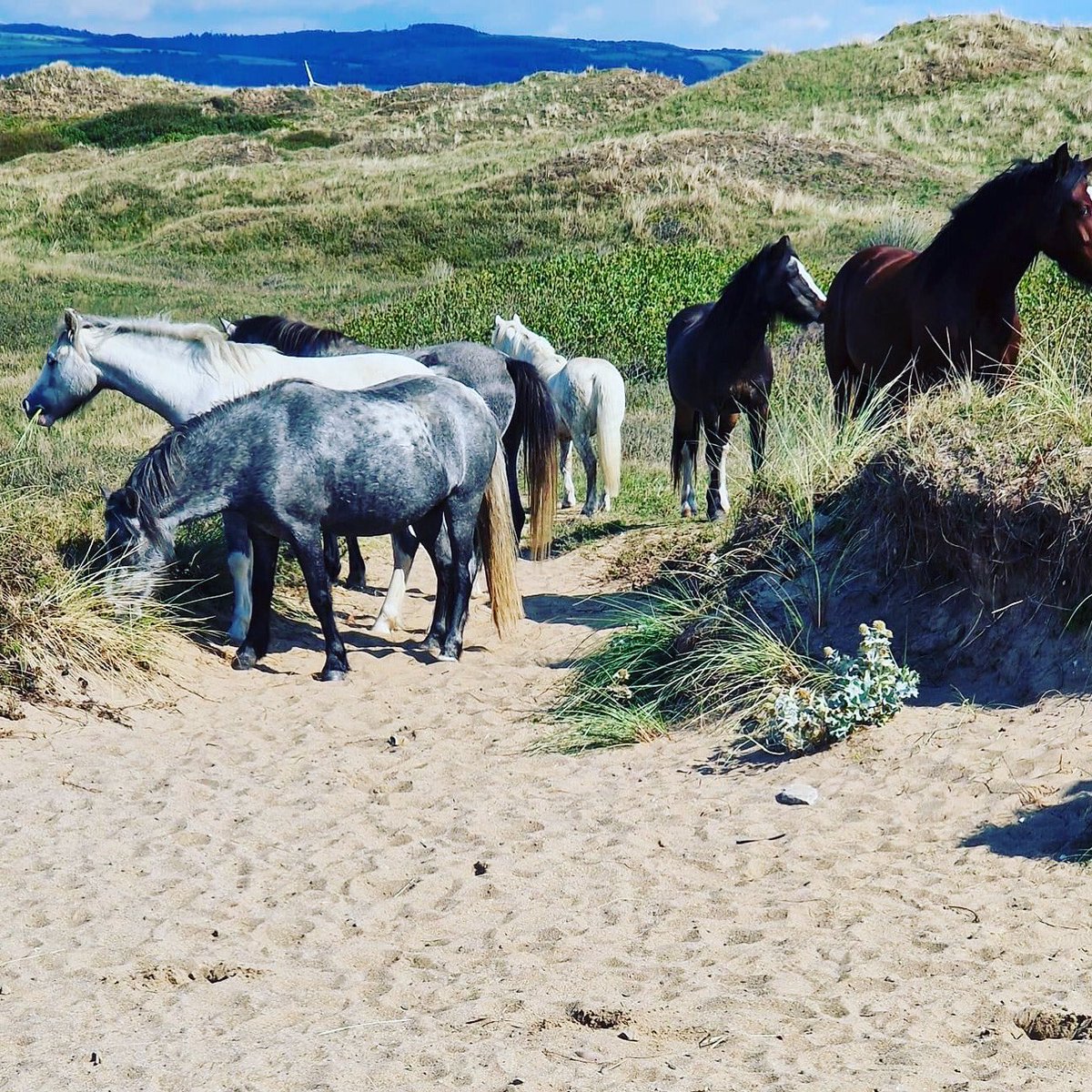 KenfigSandsSLSC's tweet photo. Horses today made it through the dunes and visited the beach! #Kenfig #Pyle #Cornelly #Nottage #Porthcawl #Bridgend #Wales https://t.co/GUiuGTsuqF