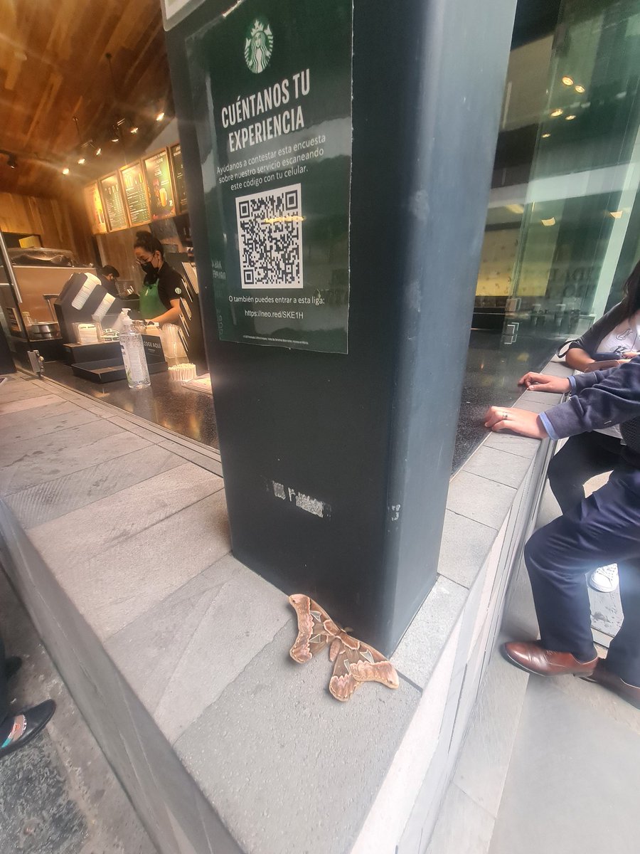 moicdev's tweet photo. @StarbucksMex está padre que se preocupen x el medio ambiente pero... 🙄 no abusen! Una linda mariposa 🦋 😆 (muerta 😥) https://t.co/T7vFKGHsuu