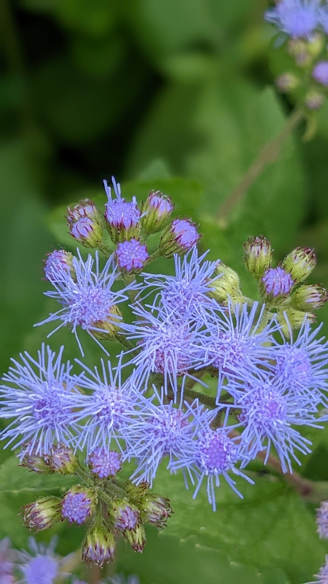 ユーパトリウム Twitter Search Twitter