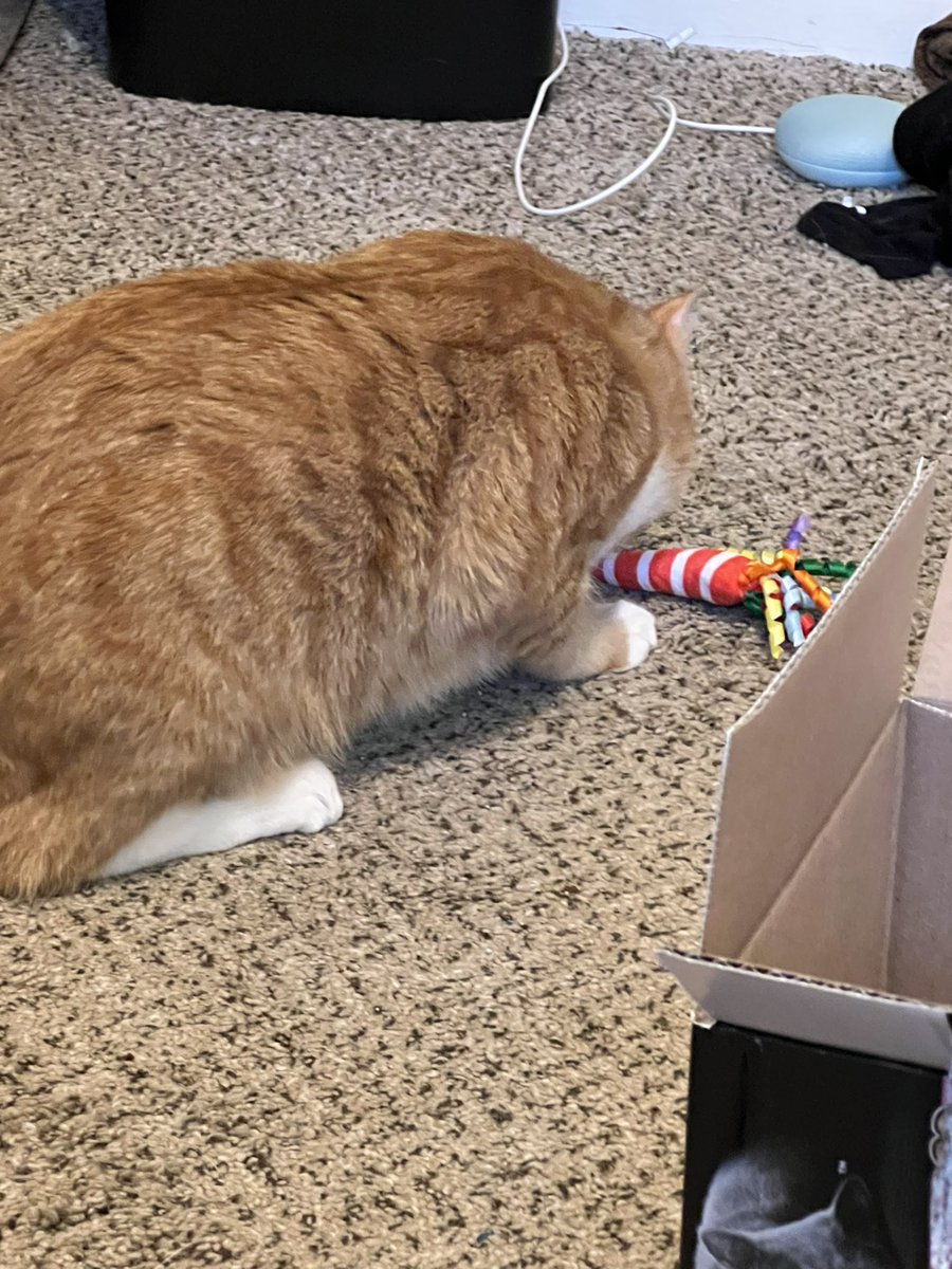 FaendinaCosplay's tweet photo. @meowbox Sushi loves his birthday toy! https://t.co/7Y80ewNFzz