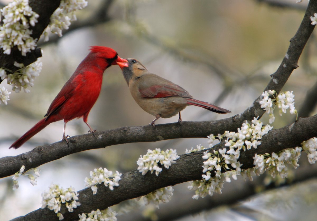 ショウジョウコウカンチョウは北米周辺で見られる鳥で、英語名は