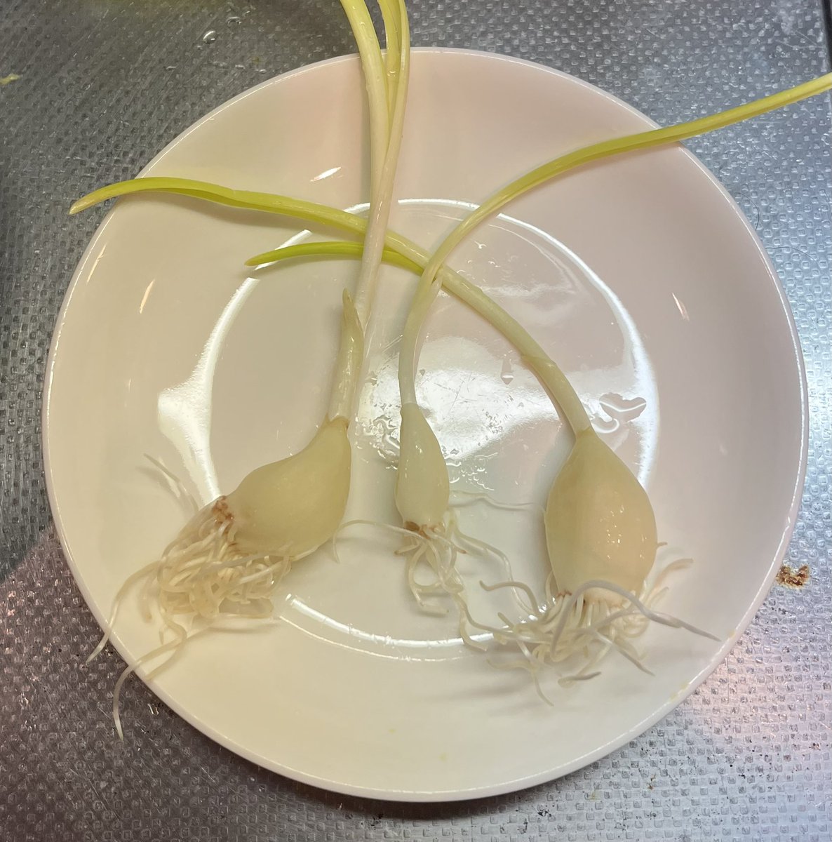 farmlabtokyo's tweet photo. ど〜も、親子発芽にんにくです！
#発芽にんにく　#発芽ニンニク
#にんにく　#板橋区
#西台　#ニンニク
#高島平 https://t.co/HhUuQYSqWx