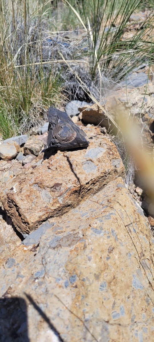 rockswhisperer's tweet photo. I eat certian junkfoods only during  #fieldwork so I don't over extend myself mapping in The Three Peaks, Utah. Daniel does not have such food restrictions. The "Eye of Sauron" commanded me to collect this sample of the Marshall Creek breccia. #geology #EdMap https://t.co/36YU57zgrW