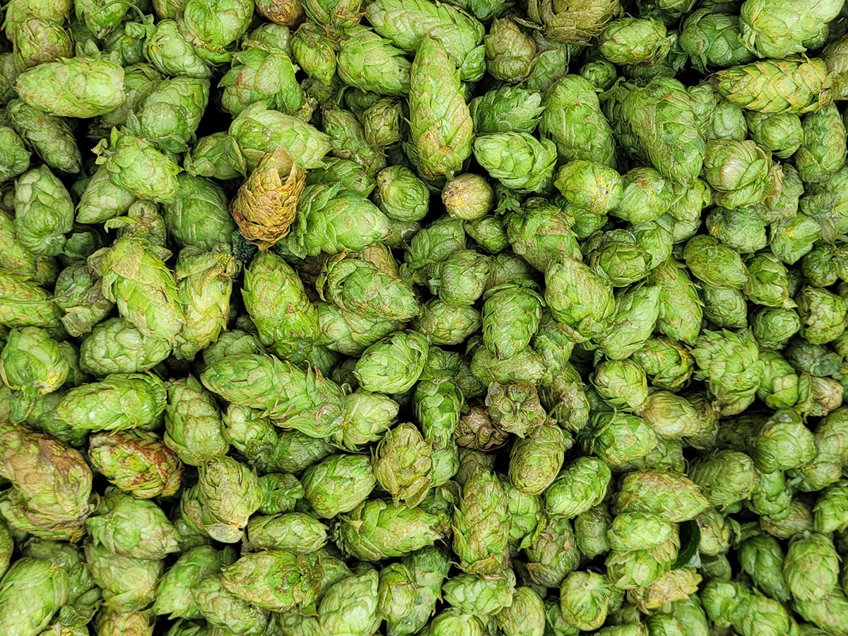 Seattle Brewery Walking Tours tweet media