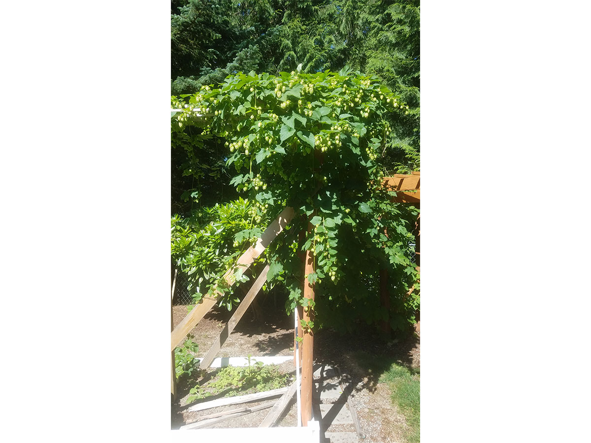 Seattle Brewery Walking Tours tweet media