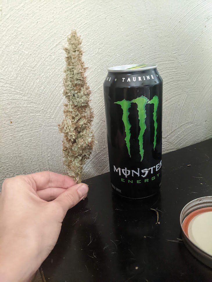 StonelyStrains's tweet photo. LOOK OUT THERE'S A MONSTER!
Forgotten cookies x Grape dosi breath from Berserkerbuds did me so good this run. Super stacked and beautiful tops.
#Mmemberville #cannabisculture #cbd #thc https://t.co/lVk0suKumH