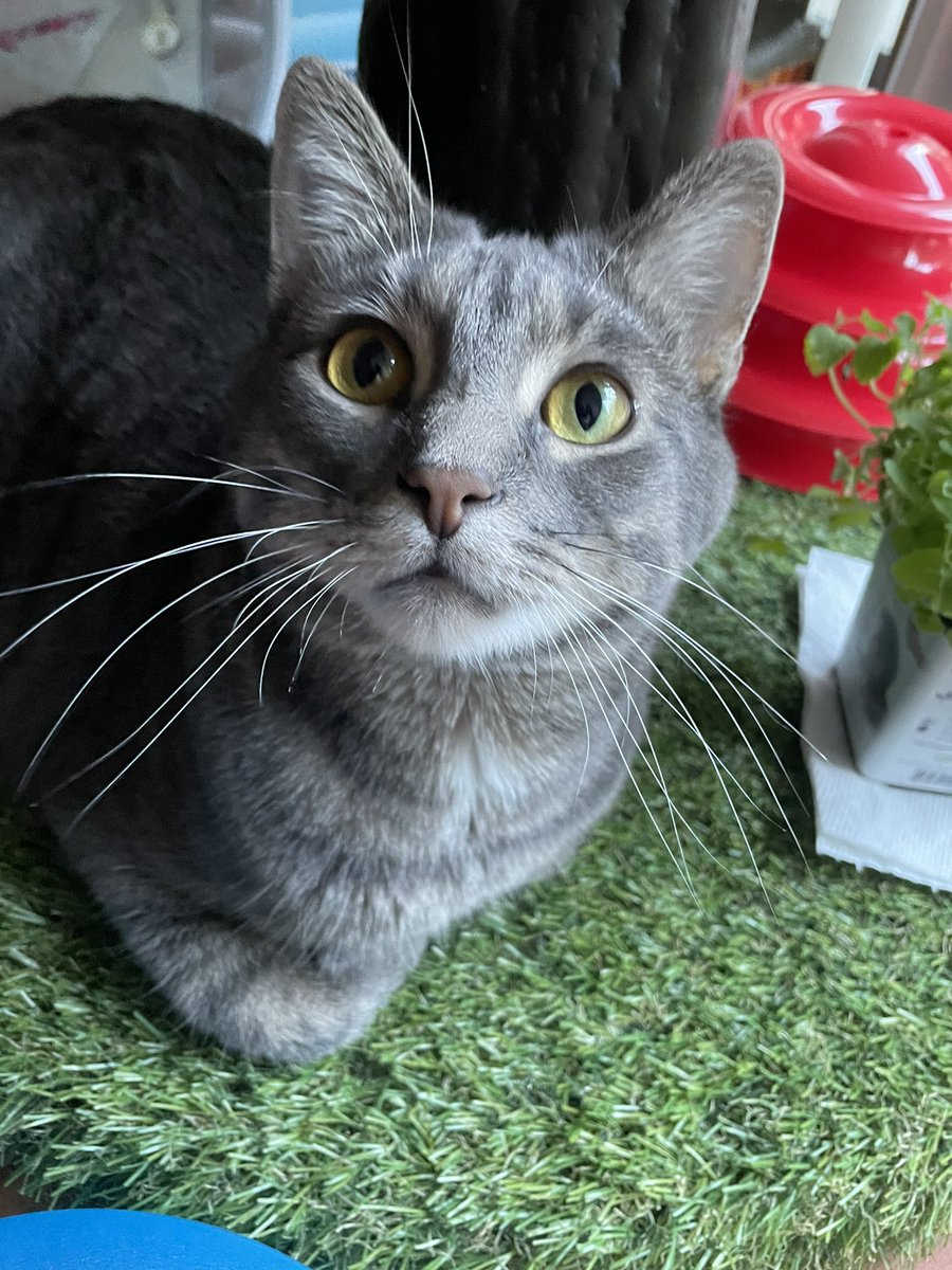 UTSW IM-Psych tweet media