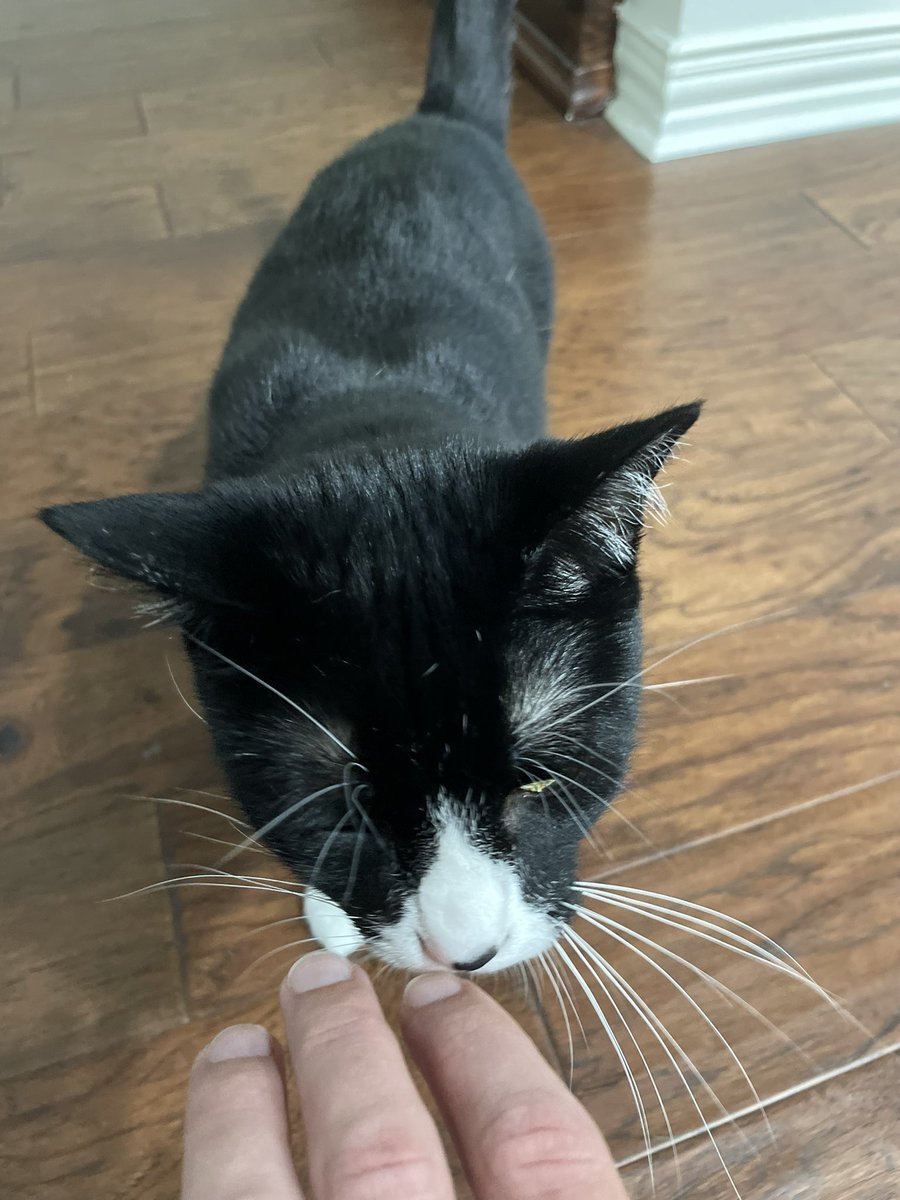 UTSW IM-Psych tweet media