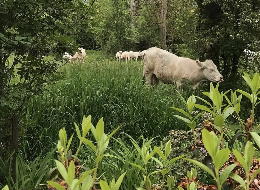 Environmental sustainability has come a long way on dairy farms in the U.S. Today, the U.S. dairy industry is responsible for less than 2% of total greenhouse gas emissions in the country. Learn more: youtube.com/watch?v=mIDn-_…
#FairFarmsNow #SustainableAg