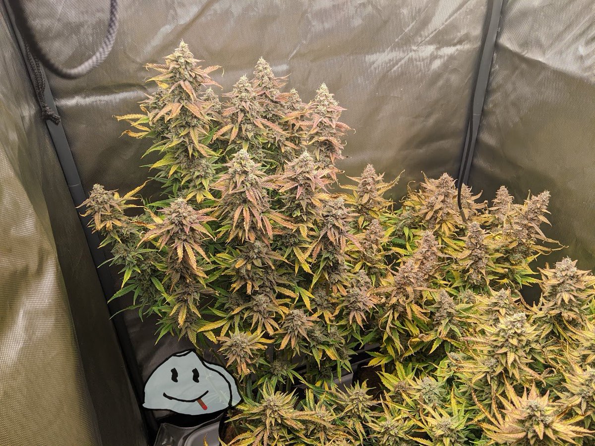 StonelyStrains's tweet photo. @InvestmentTalk3 I always go straight to the final pot, but I have some friends that get great success out of transplanting at the right time. Key words, right time! There is no "one way" to grow. Experiment and see what works best for you! https://t.co/deADYC71tj