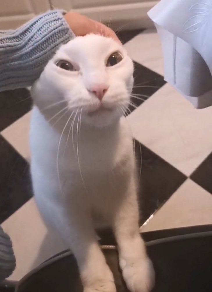 Cats with their heads held back on Twitter