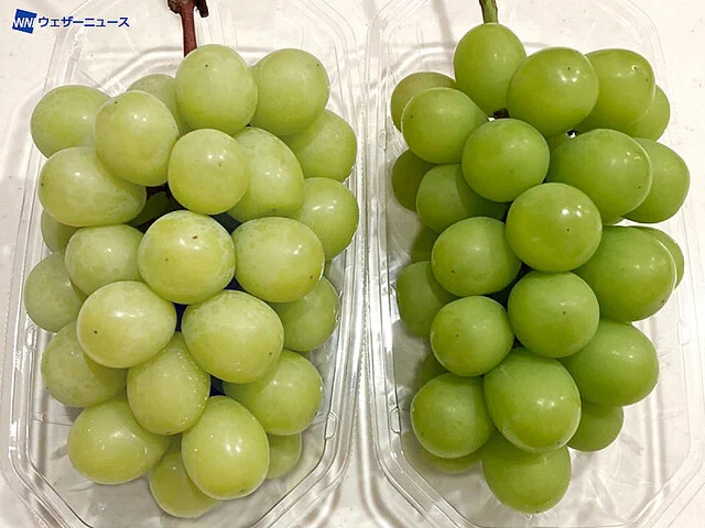 シャインマスカットを選ぶときの目安！粒が黄色い方が甘い！