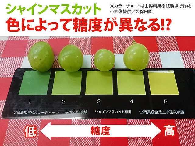 シャインマスカットを選ぶときの目安！粒が黄色い方が甘い！