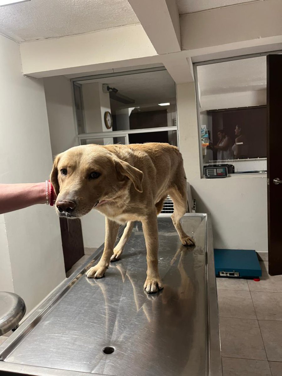 regcreyna's tweet photo. Amiks ¿Me ayudan a compartir a este perrito? 
Lo encontramos en Bernardi San Felipe y está levemente lesionado pero ya pagamos su consulta y una noche en el veterinario.
Estamos buscándole un HOGAR 🤍 https://t.co/WmM4gwn9vl