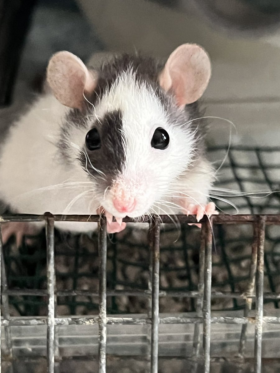 Hai from little Billy! He’s the dwarf brother of Ferzland’s very own dumbo-dwarf, Darla. He lives with a human friend and three other 🐀❤️🐀🐀