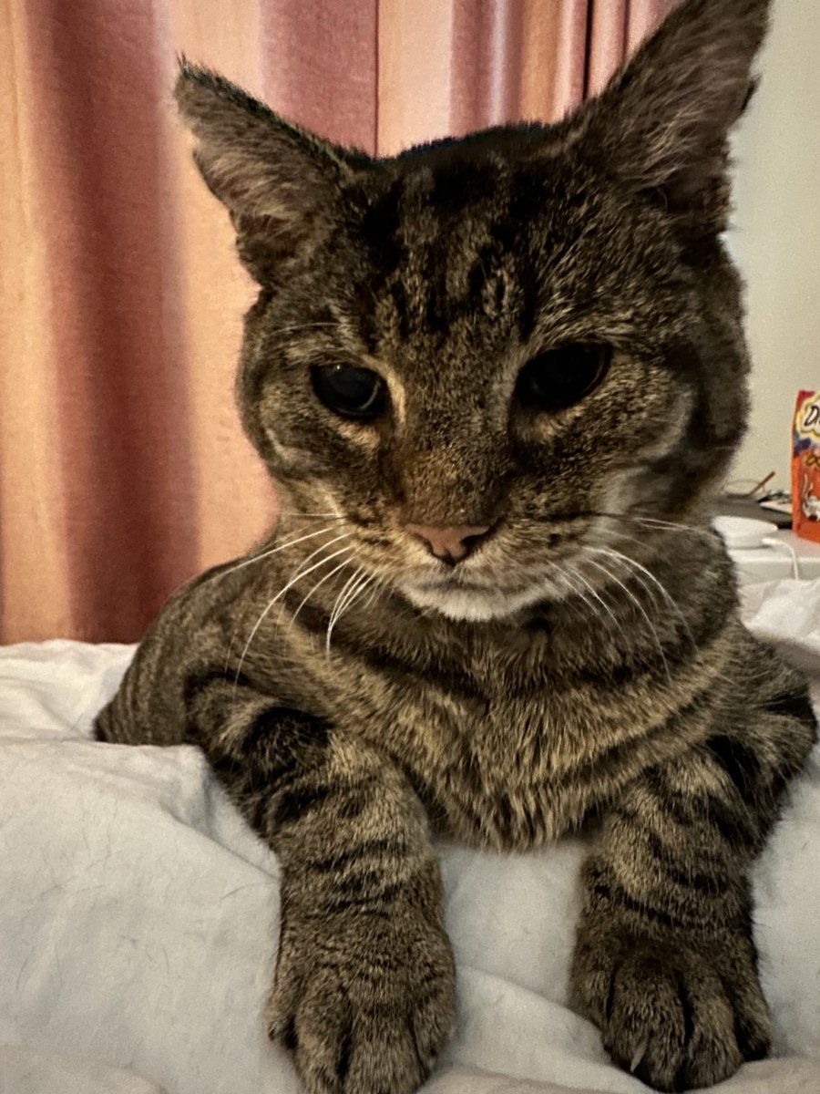 jillmaiolani's tweet photo. Morning everyone #catsoftwitter #rescuecat #hedgewatch My #rescue 💕is trying to get me up for his #dreamies https://t.co/SyNnIV4V8n