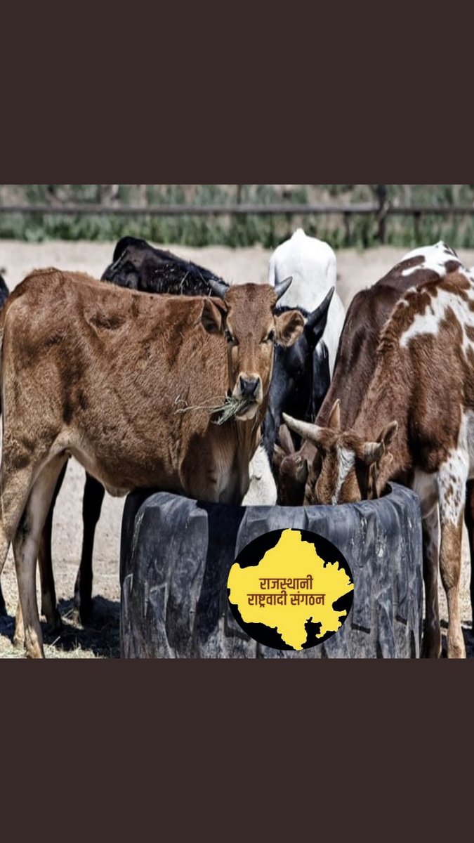 backnastyra1's tweet photo. Authorities are silent, celebrities are silent and this all understandable as this something which won’t give attention’s to them but why are we silent ? #SaveCow #SaveCowSaveVillages https://t.co/tLLyf6xUxp