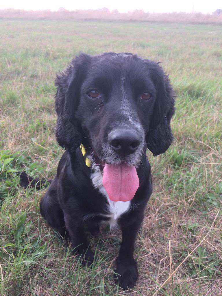 Hunter is still looking for a suitable home 
Please refer to his write up and apply if a suitable match 
spanielaid.co.uk/hunter-sa2948/

#AdoptDontShop 
#spanielrescue