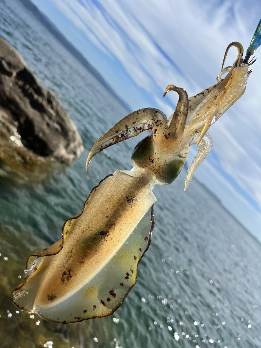 zeroichi77's tweet image. これくらいで勘弁してやる(ﾉД`)
#長崎 #エギング #しんこ