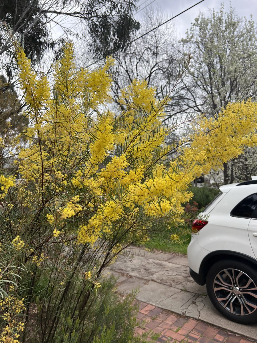 Amy Remeikis tweet media