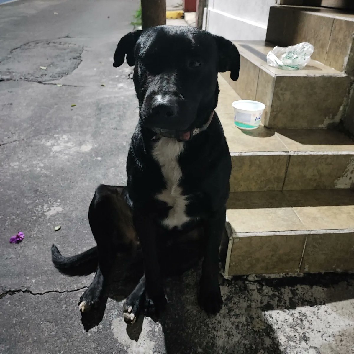 grabi25_'s tweet photo. #RT #Encontrado 20/Sep/22 en Col. Tizapán, San Ángel #CDMX Macho, sin collar y sin placa.
Urge encontrar a sus dueños o un hogar temporal. @PrrosPerdidosMX @MascotasSismo 
@PpEncontradosMx @perrososmx https://t.co/vlR6UJTpVL