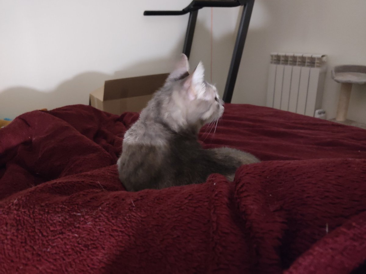 triodechats's tweet image. Coucou les amis, on vient donner des nouvelles d'après le grand déménagement ! Ça nous avait tout perturbé mais maintenant on reprend tranquillement nos marques dans les nouveau chez nous
Merci beaucoup pour le soutien que ça a fait chaud au coeur de Mapa