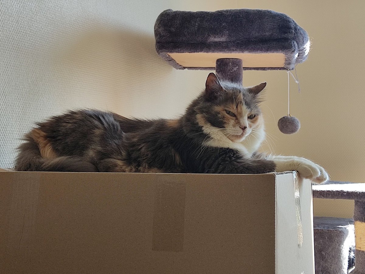 triodechats's tweet image. Coucou les amis, on vient donner des nouvelles d'après le grand déménagement ! Ça nous avait tout perturbé mais maintenant on reprend tranquillement nos marques dans les nouveau chez nous
Merci beaucoup pour le soutien que ça a fait chaud au coeur de Mapa