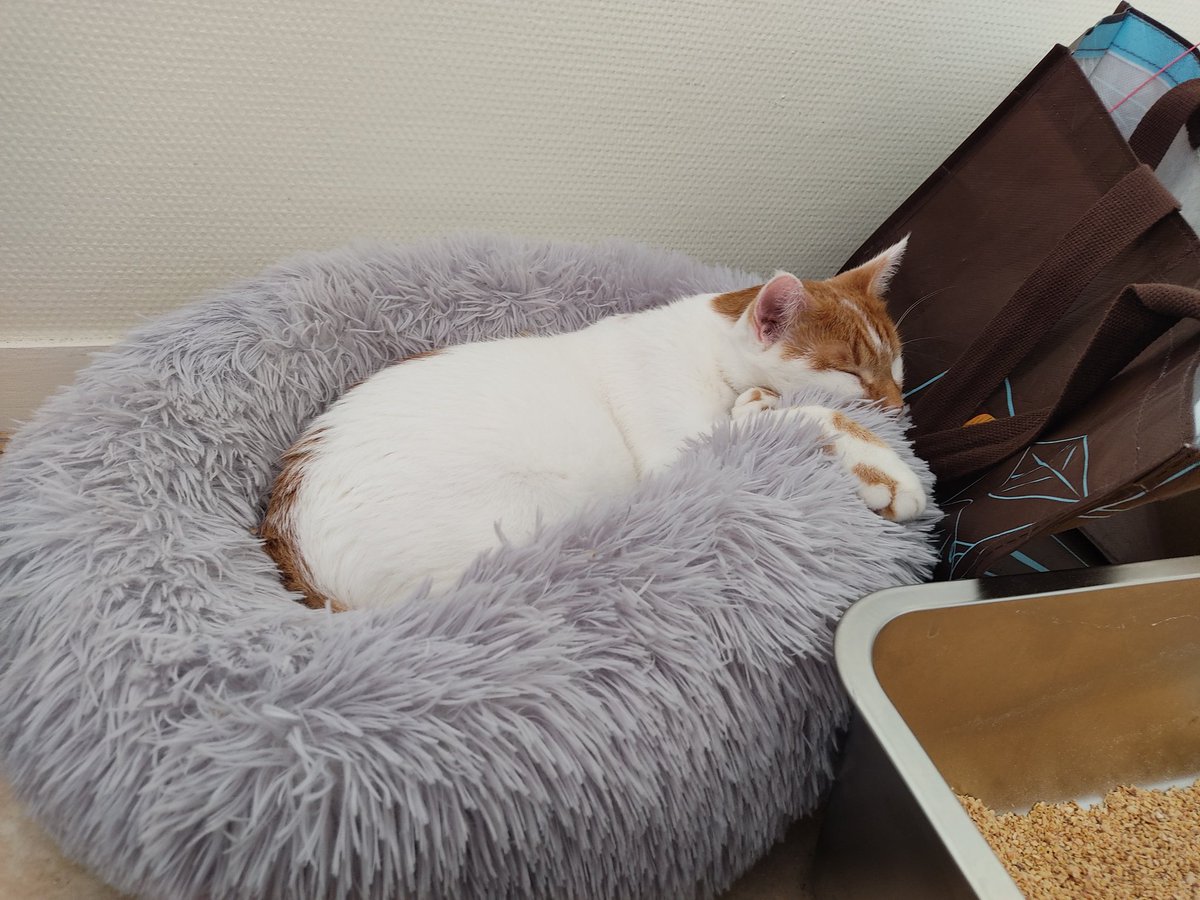 triodechats's tweet image. Coucou les amis, on vient donner des nouvelles d'après le grand déménagement ! Ça nous avait tout perturbé mais maintenant on reprend tranquillement nos marques dans les nouveau chez nous
Merci beaucoup pour le soutien que ça a fait chaud au coeur de Mapa