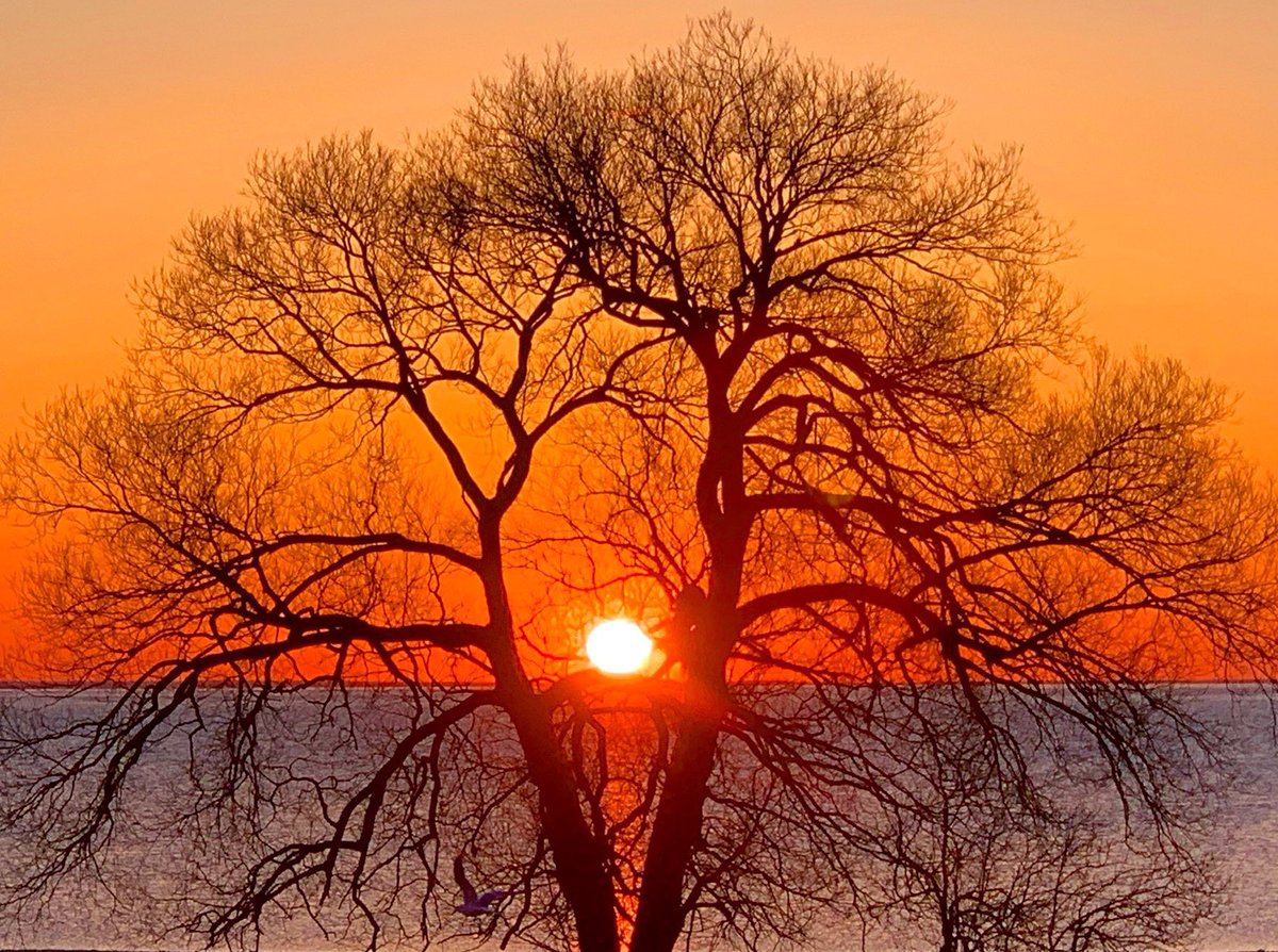 MitchandMarcy's tweet photo. @Giselleinmotion @LiveaMemory @fionamusiclakes @gfreetraveler @LindaPeters64 @MadHattersNYC @GoodLifeWithIQ @sl2016_sl @perthtravelers @CharlesMcCool @live4sights @180books @4passports @DrKerryS Thank you Giselle for your hosting efforts; For you, a #Top4Theme of #Top4Faves,  #PureMichigan #orange raves.  
🌅 📸 #mitchandmarcyphotos

↖️ #EastBay 
↙️ #GrandTraverseBay 
↗️ #SaintIgnace 
↘️ #WestBay 

🙏🏼 Hosts: @LiveaMemory @fionamusiclakes @gfreetraveler @Giselleinmotion https://t.co/KR8j0NcnkL