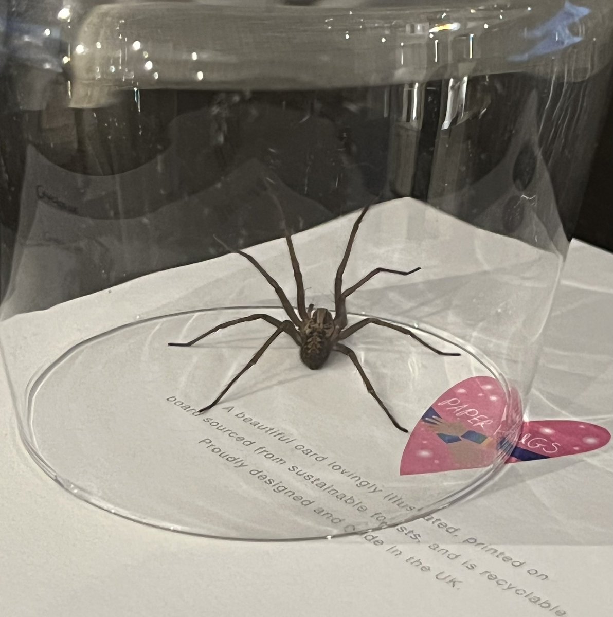 Paul Nicholson tweet media