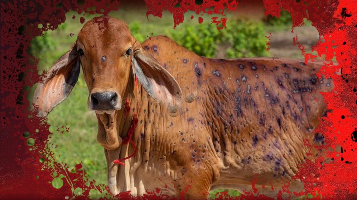 Homidevang31's tweet photo. If this disease had been found in any dog by now all the influencers would have come together to raise their voice

This Lumpy Virus is going to grip cows across India and nobody seems serious, This is a big threat to farmers &amp; families who live on cow economy #SaveCows https://t.co/EZ5FMjJD4c