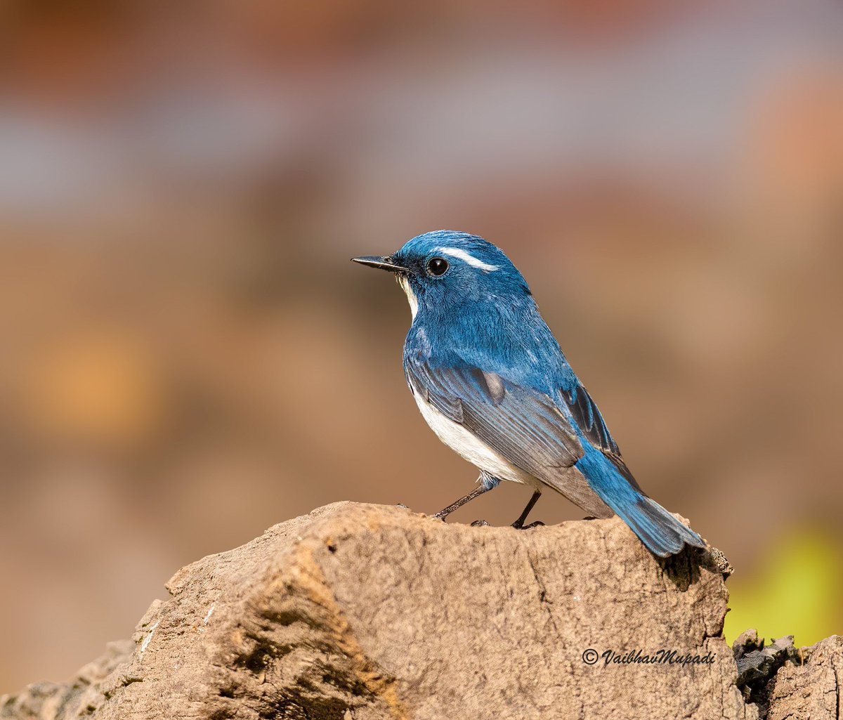 Ultramarine Flycatcher 🕊

#30DaysWild #animallover #BBCWildlifePOTD #beautiful #bird #birdphotography #BirdsSeenIn2022 #BirdTwitter #colourful #nature #NikonWildlife #PhotoOfTheDay #TwitterNatureCommunity #wildlife @IndiAves @ThePhotoHour @WildlifeMag @PazyBirds @RSPBbirders