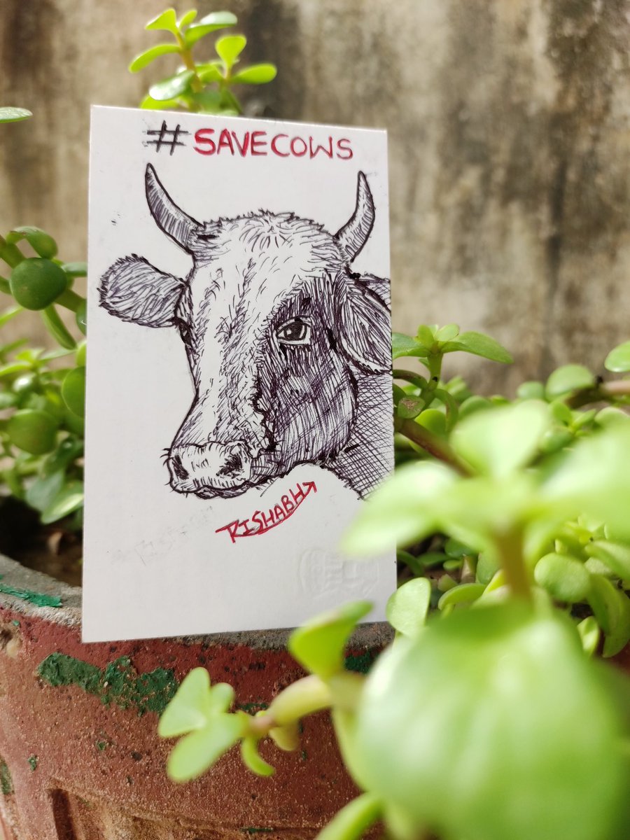 arts_rishabh's tweet photo. Save Cows From Lampi Virus 🙏
Please type #savecows in comment 
And rise your voice for cows . 

#SaveCows #lampivirus #Rajasthan #gaumata #cow https://t.co/0803XRJHn0