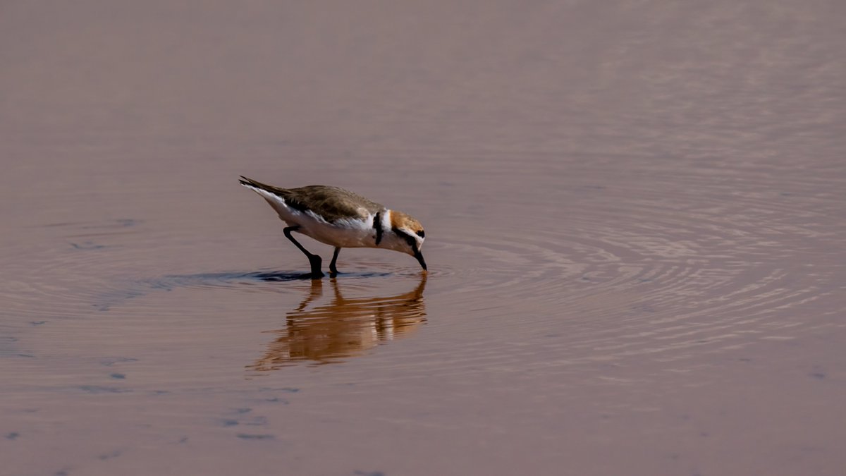 Akça Cılıbıt
 Yaramaz çocuklar gibi hiç yerinde durmaz