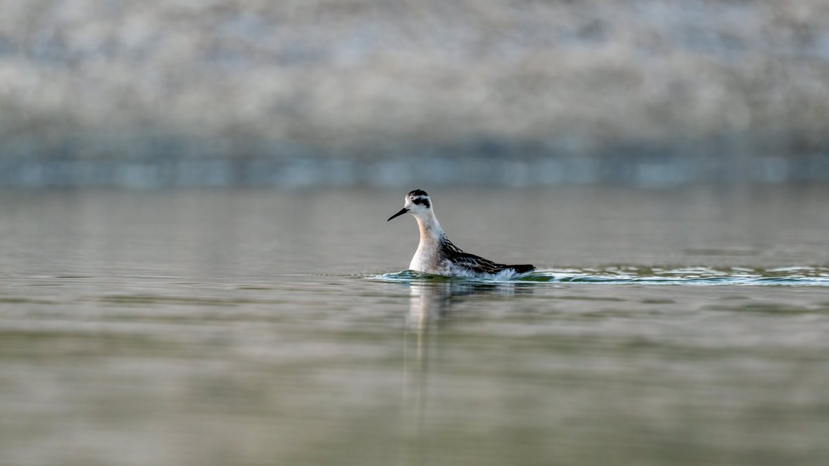 Avrupa'da ve Ülkemizde genelde göç zamanında görülen Deniz Düdükçünü