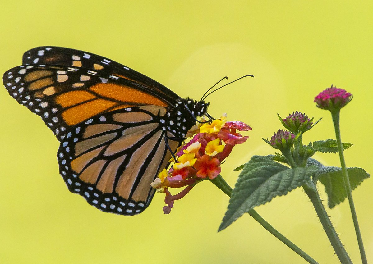 Tristan Lorei tweet media