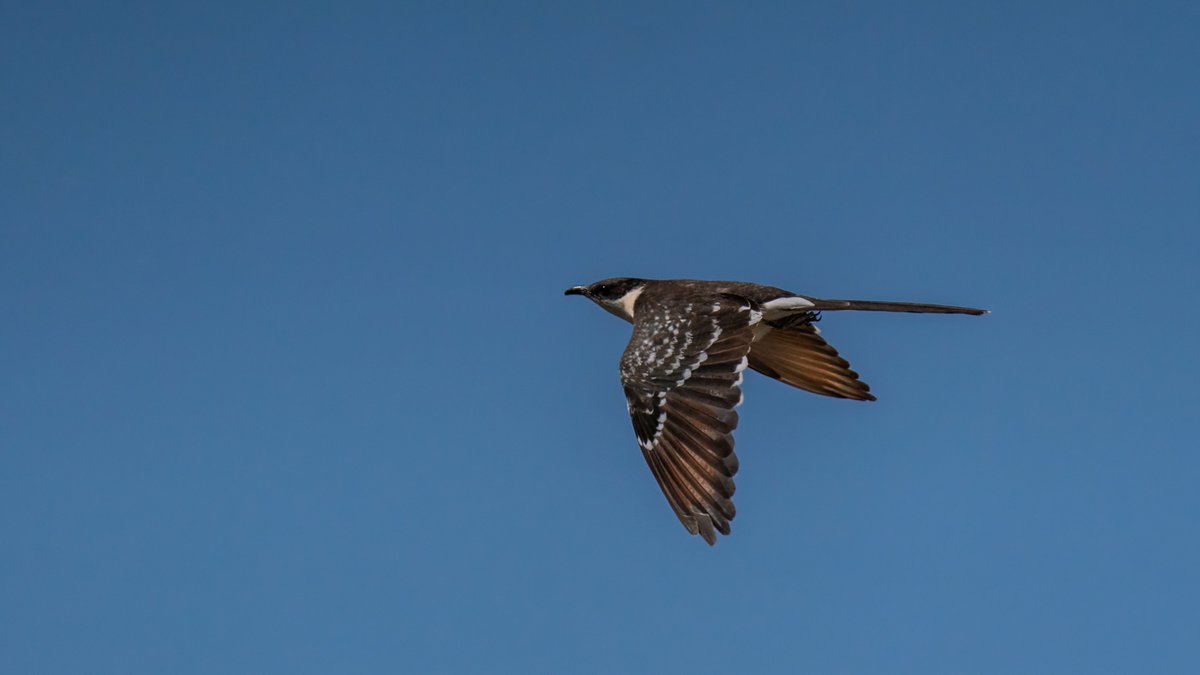 Tepeli Guguk Kuşu
Tuz Gölü