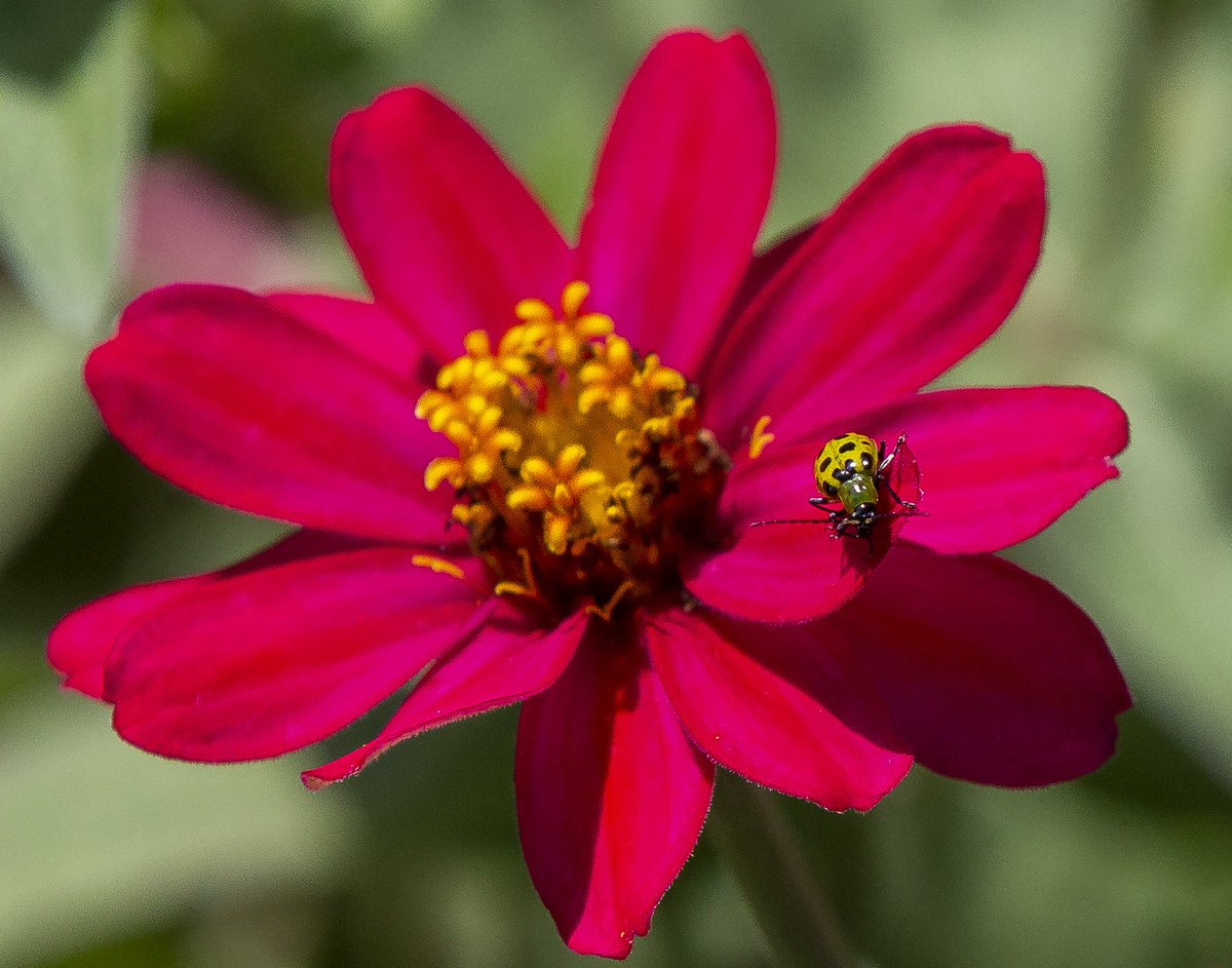 Tristan Lorei tweet media