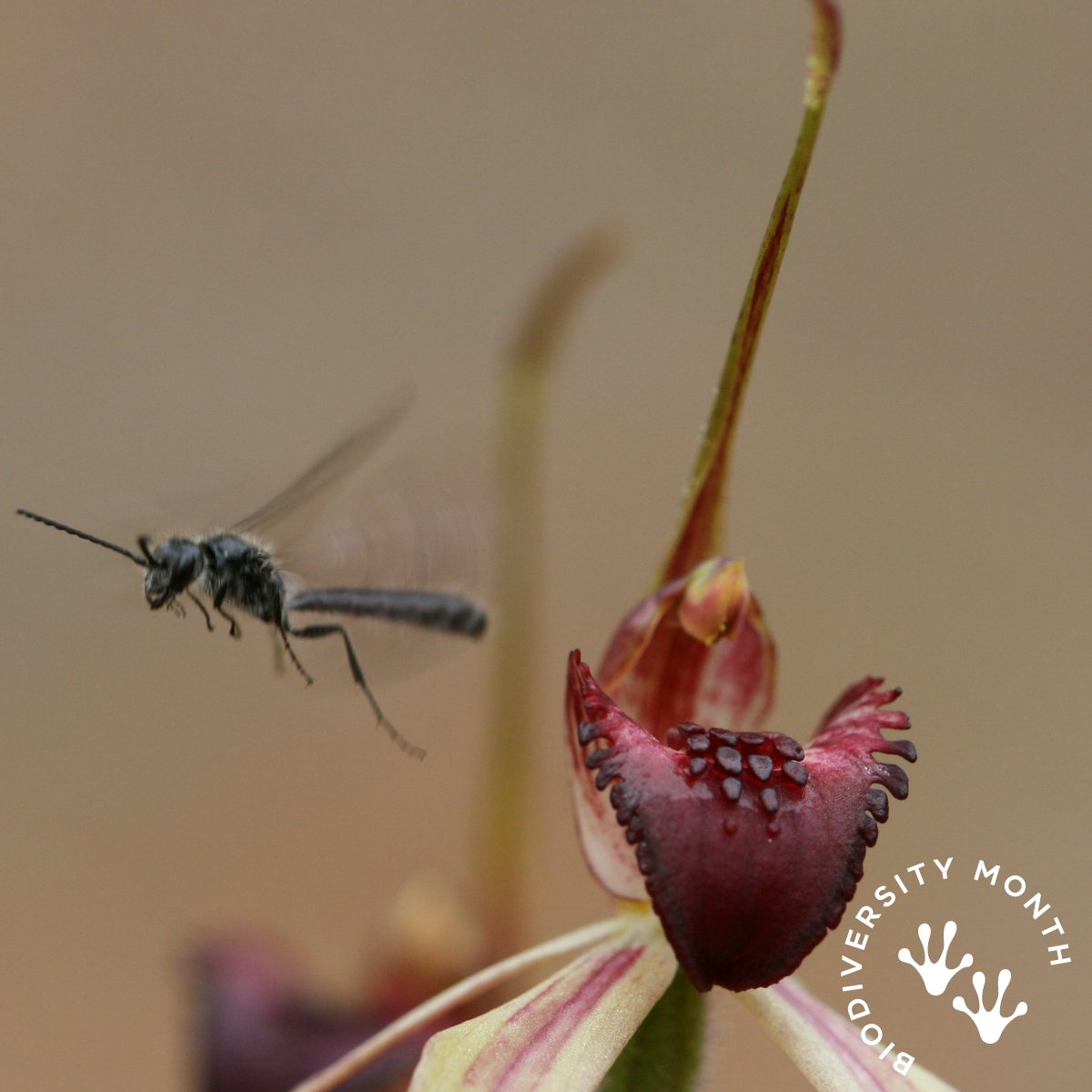 Did you know that there are over 50 species of spider orchids in Victoria? 🌷Many also use chemical pheromones to trick native wasps into mating with their flowers, resulting in the wasps moving pollen between flowers, pollinating the orchids. #BiodiversityMonth