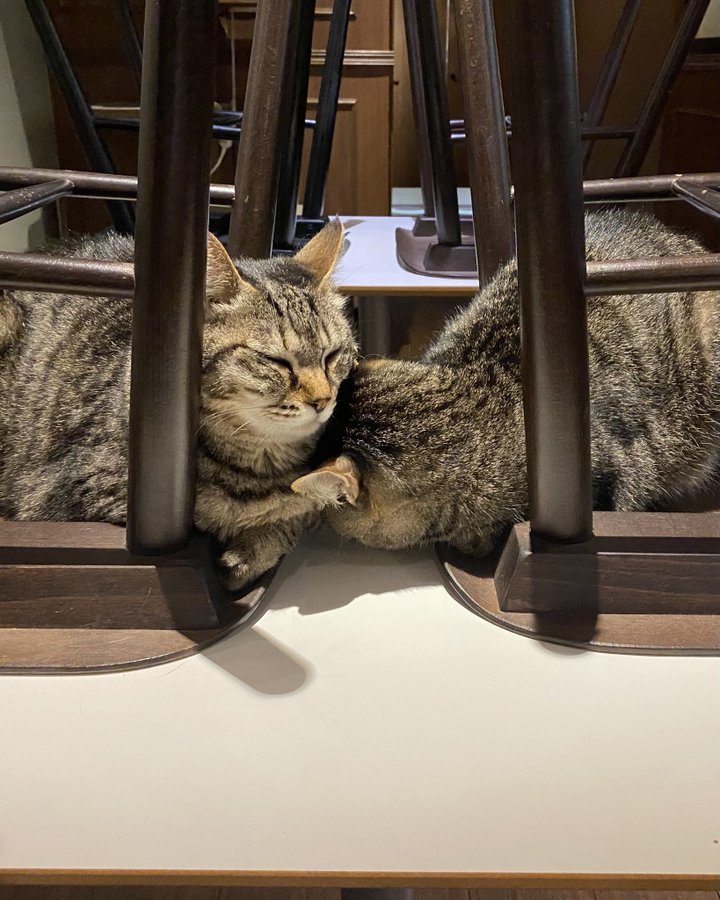 猫カフェきゃらふ 浅草駅から徒歩1分の猫がいるカフェ 東京浅草の猫がいるカフェ