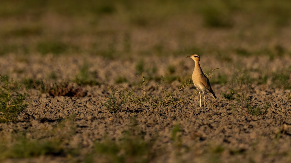 Çölkoşarı
Olmaması gereken yerde ve zamanda