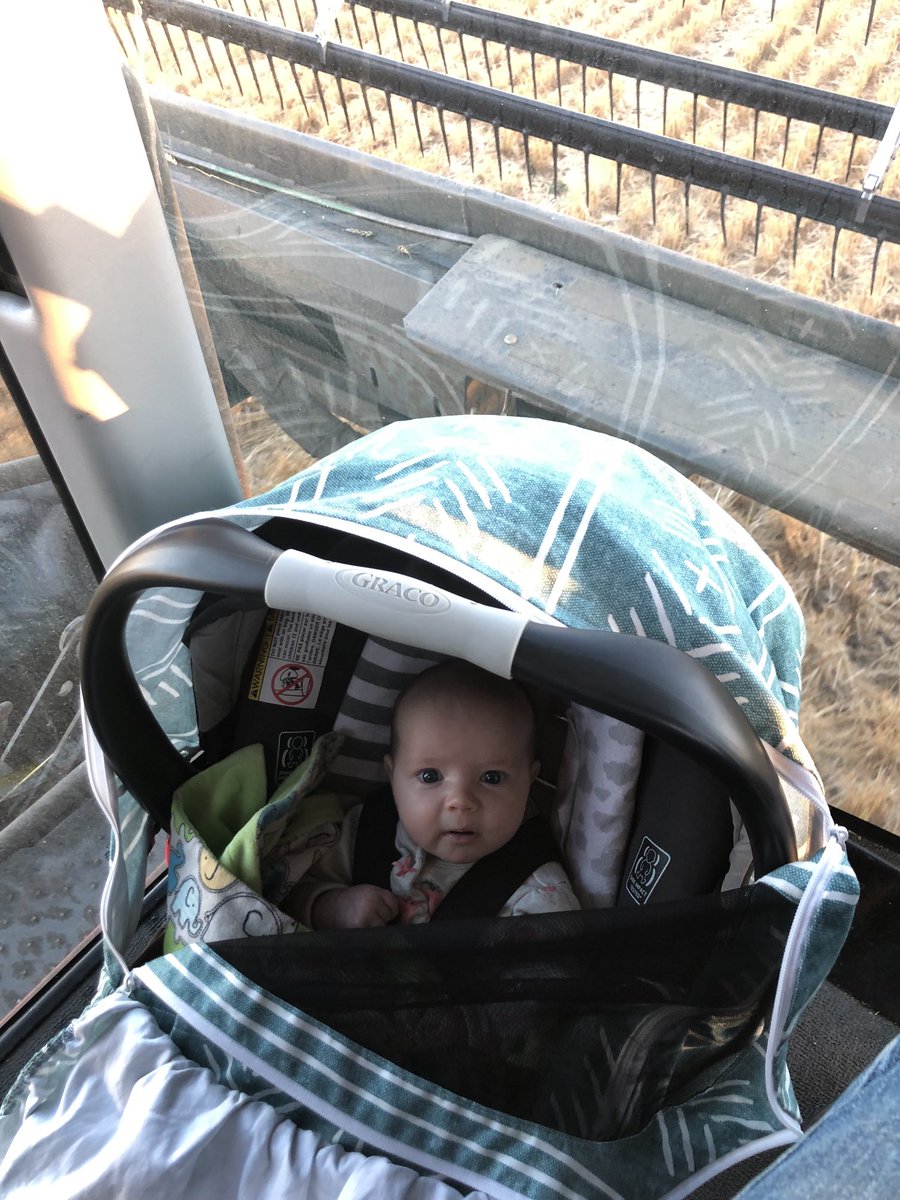 Everyone has to pitch in at harvest, even if your #1 job is to be cute