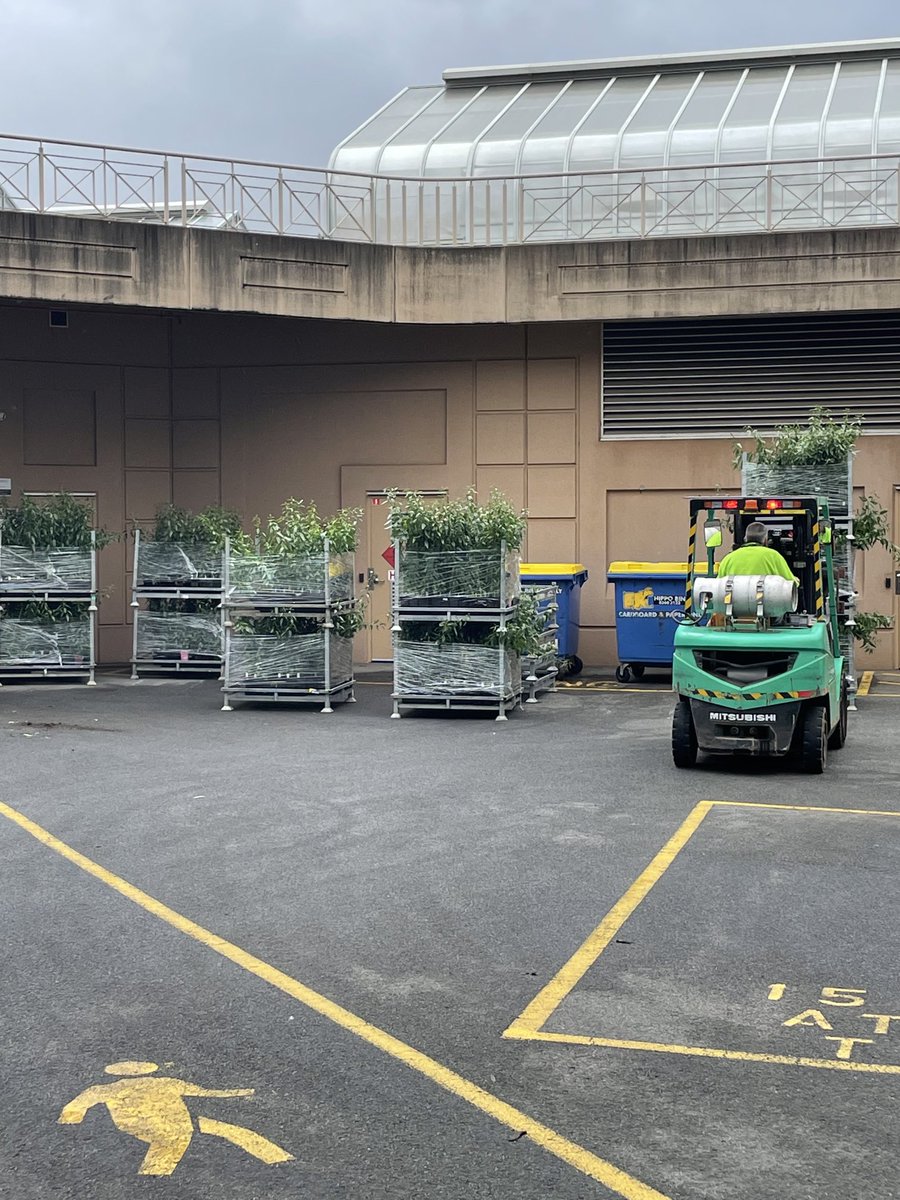 michellewirthy1's tweet photo. 2021 #almond breeding progeny ready for transport to Loxton Almond Centre of Excellence ⁦@Hort_Au⁩ ⁦@AgrifoodUoA⁩ ⁦@AusAlmonds⁩ https://t.co/sLxlcQaoPq