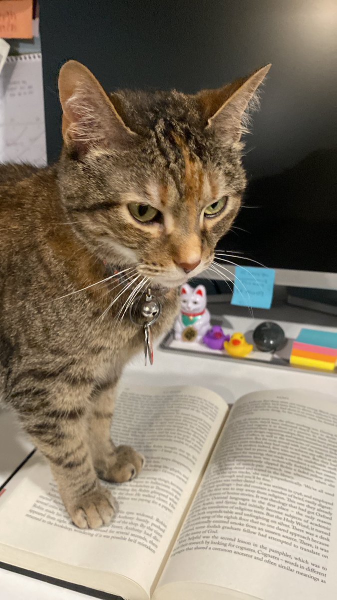 literallymjk's tweet image. silly kitty, books are for people