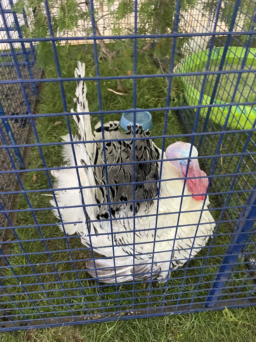 MrsTalarowski's tweet image. Memories of this weekend! Awesome family time supporting the Acton community at the @actonfallfair ♥️ #actonfallfair