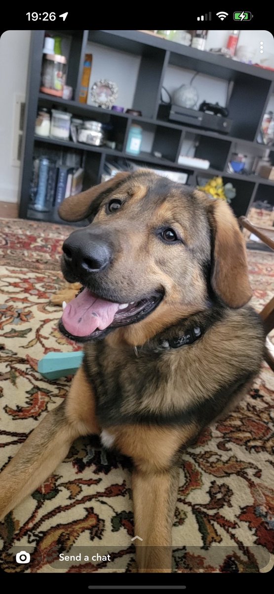JulBogris's tweet photo. Zeus update; I could not have asked for a sweeter, goofier doggo 💚 He turned 1 years old on Sept 6th! I love you always my sweet boy! https://t.co/nsy3OeisP7