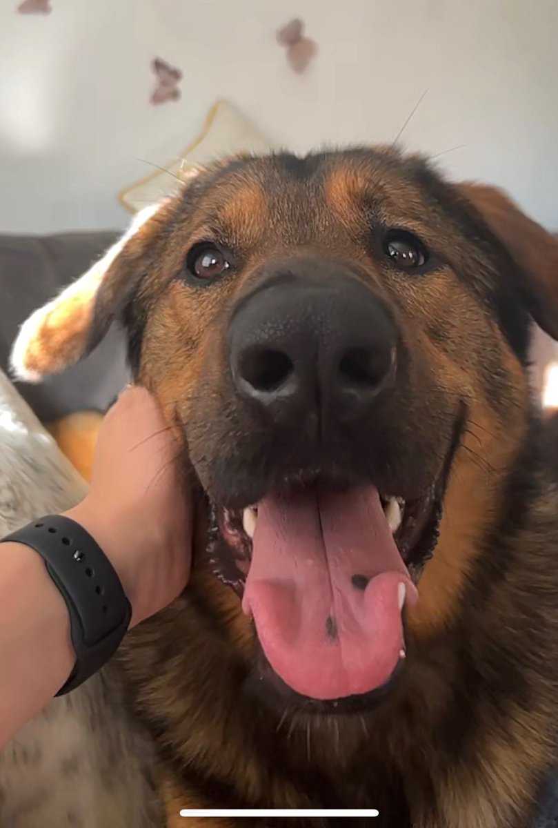 JulBogris's tweet photo. Zeus update; I could not have asked for a sweeter, goofier doggo 💚 He turned 1 years old on Sept 6th! I love you always my sweet boy! https://t.co/nsy3OeisP7