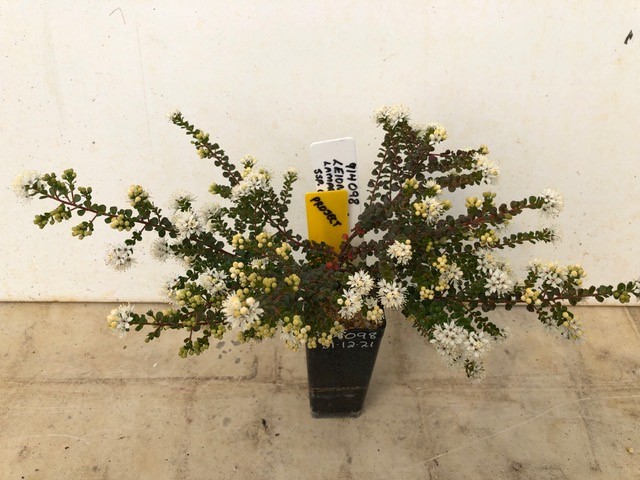 Our babies are blooming! 💐 Shiny Phebalium cuttings, collected as part of our project, Survive and Thrive. Now flowering at @ANBG! Great outcome for all partners collaborating to protect our precious #Australian plants. 📷National Parks Conservation Trust #Conservation